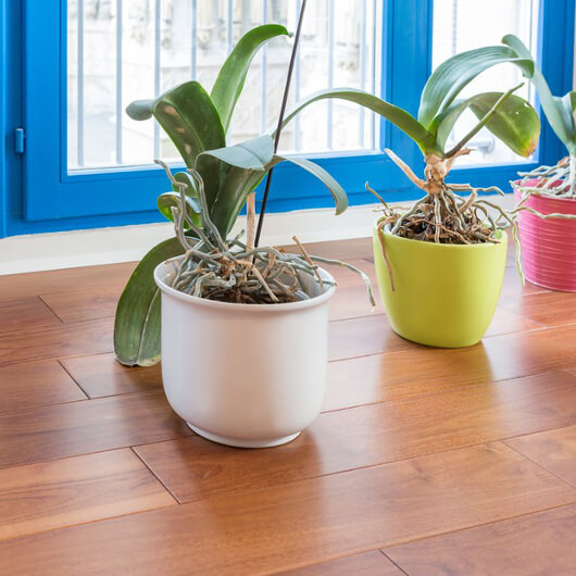 Carrousel_1_un-parquet-massif-exotique-pour-rechauffer-un-cabinet-medical_1