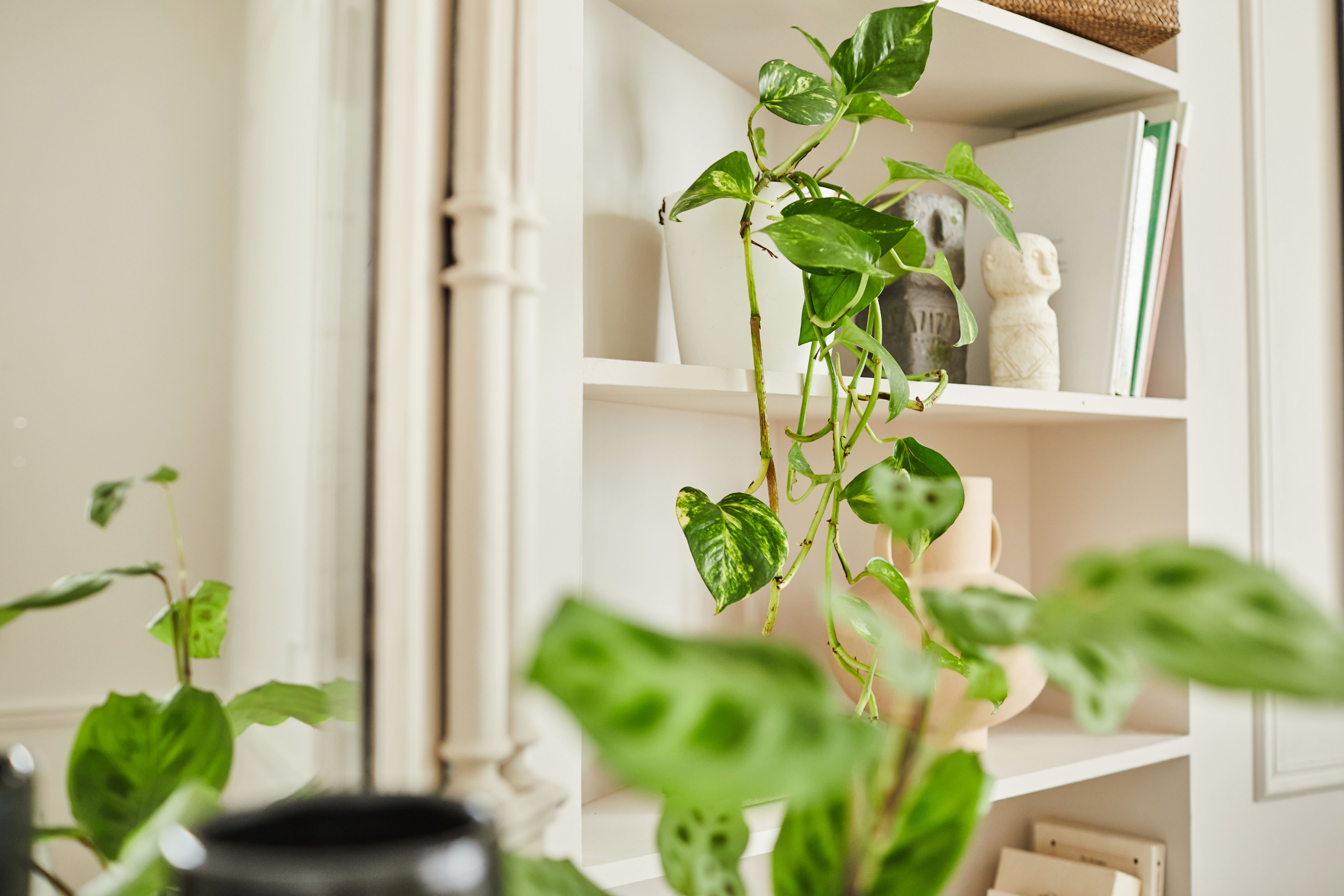 plantes vertes