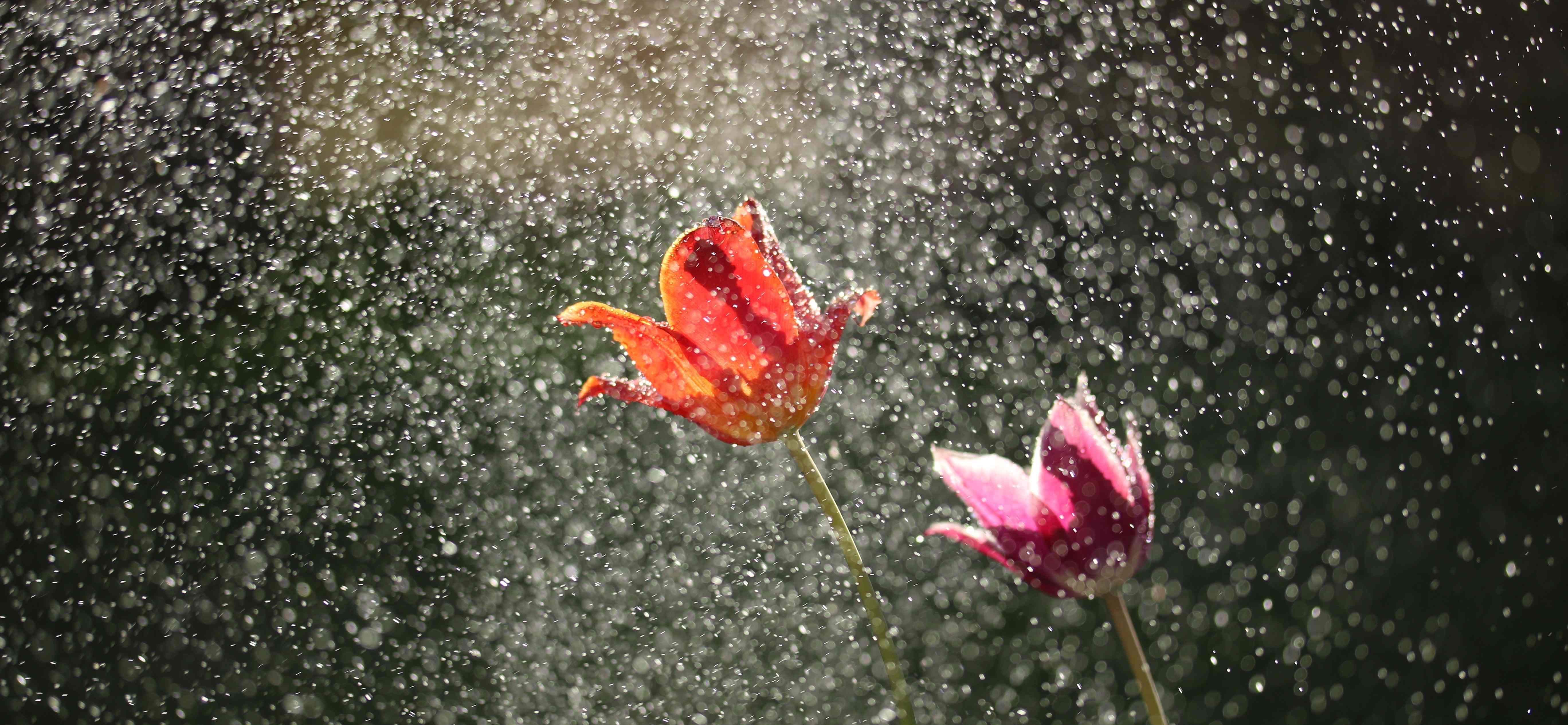 Nos astuces pour collecter l'eau de pluie