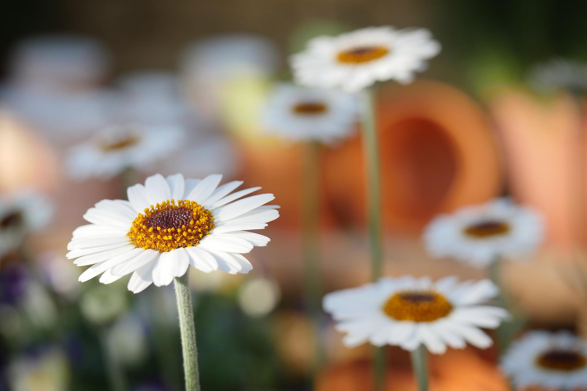 marguerite