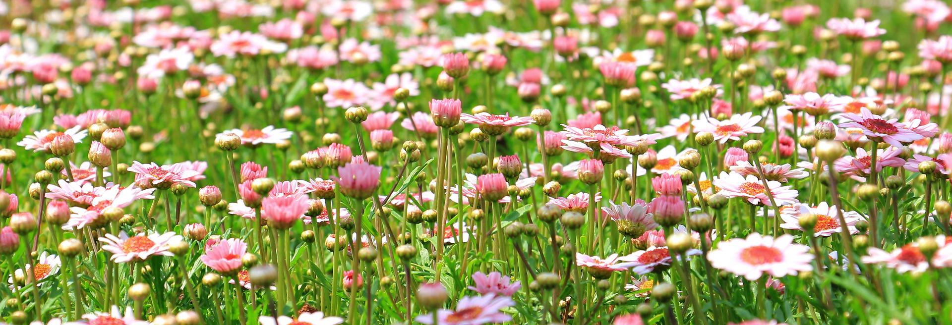 Les plantes qui résistent à la chaleur 