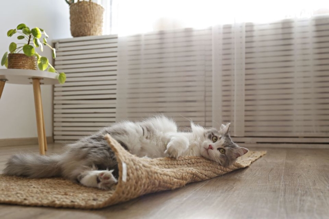 Nos conseils pour choisir un tapis quand on a un chat