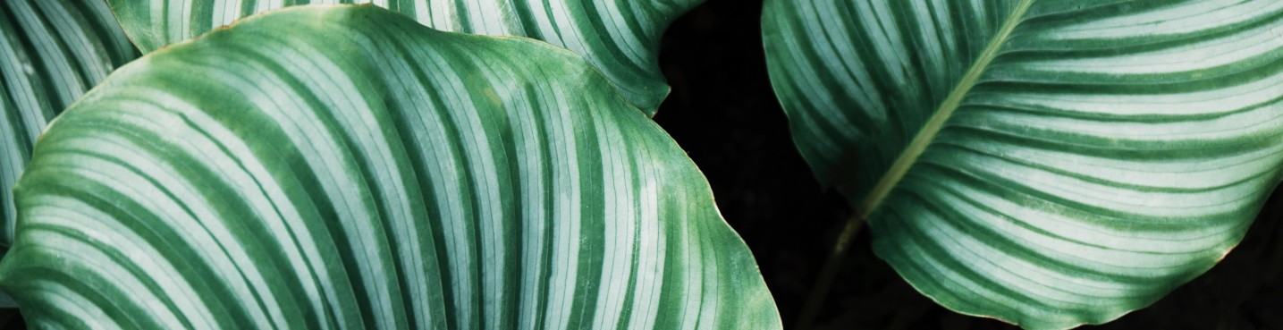 Comment adopter la tendance biophilique ?