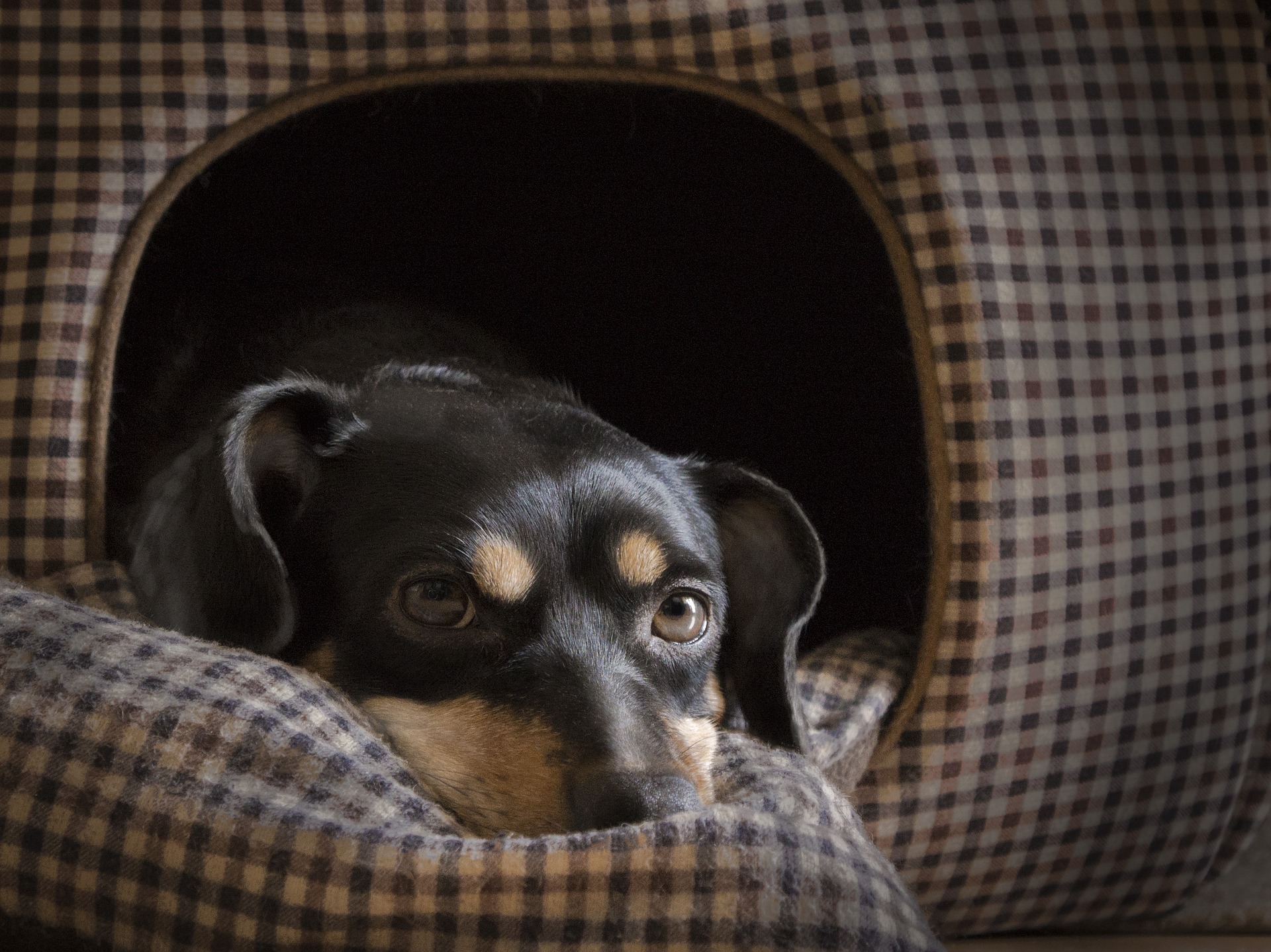 5 idées de lits tendances et cosy pour votre chien 