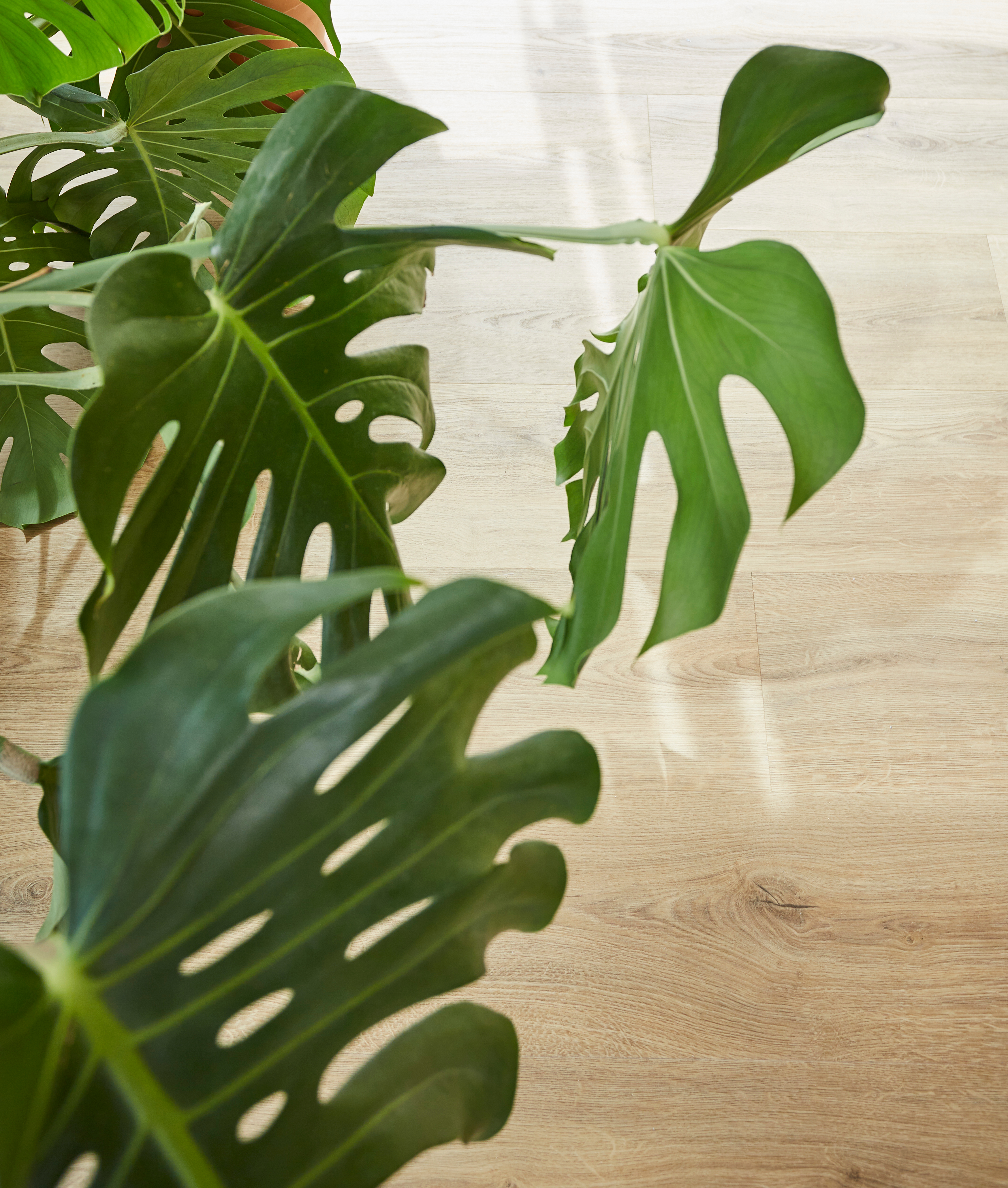 plante
