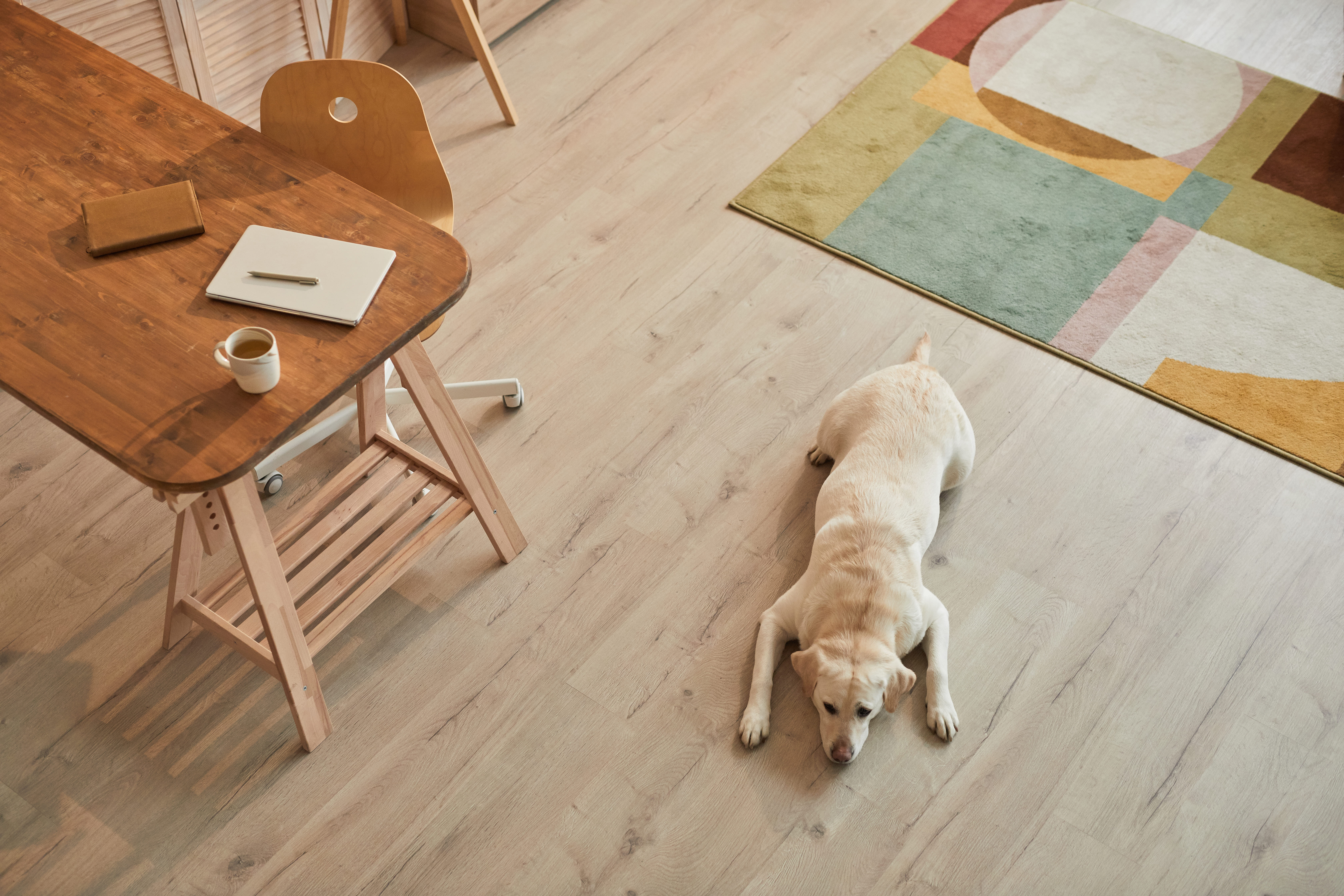 parquet avec un chien