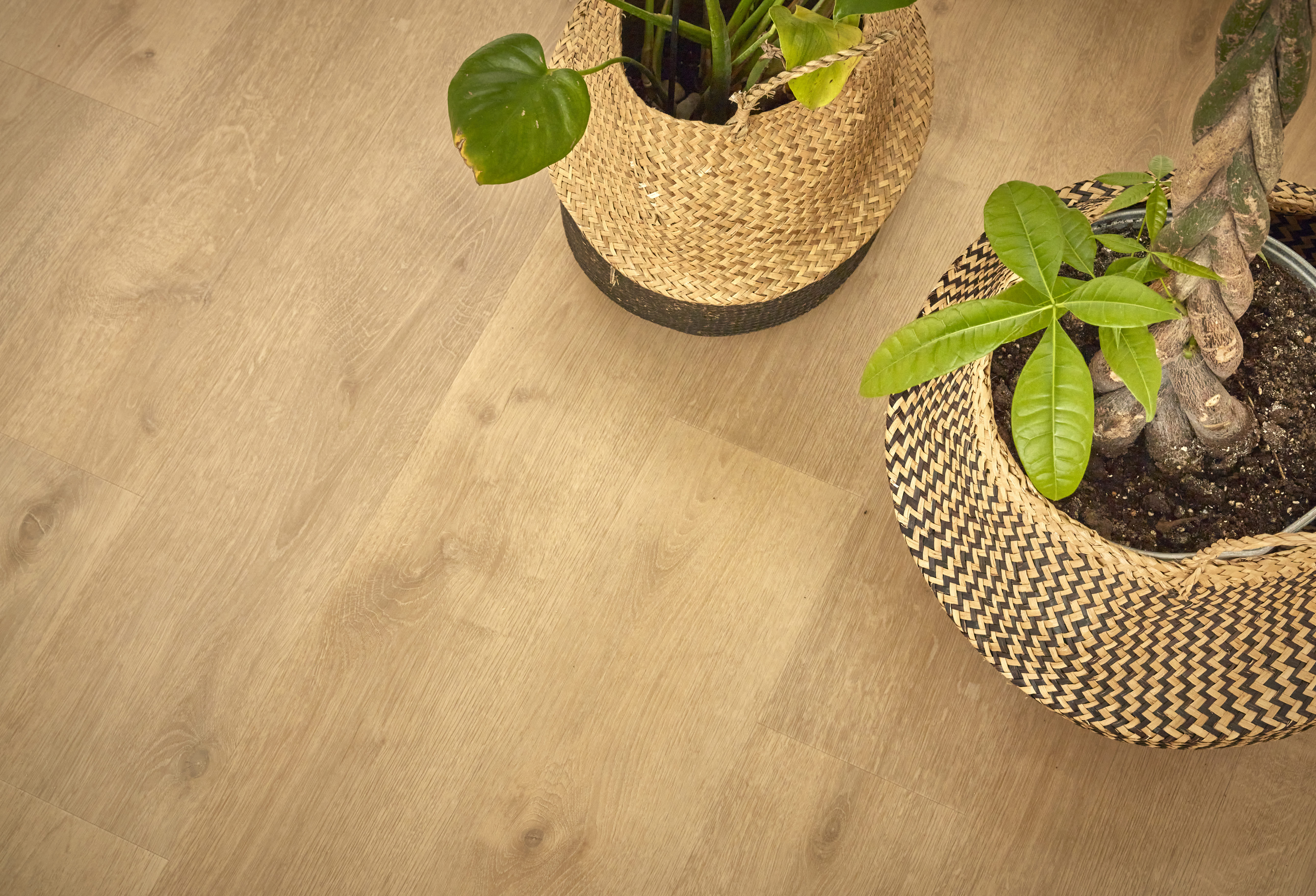 bouturer plantes intérieures