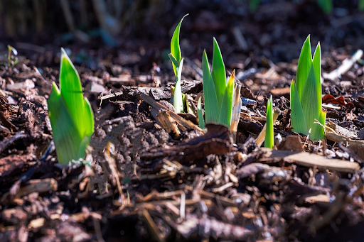 couverture organique
